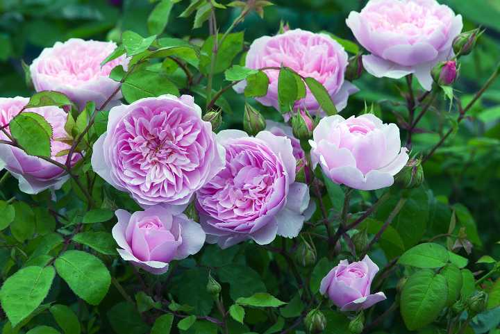 ウィズレー2008（Ausbreeze）（大苗予約）7号鉢植え バラ苗 《農林水産