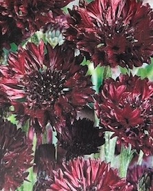 セントーレア  ’ブラックボール’　 宿根草　9cmポット