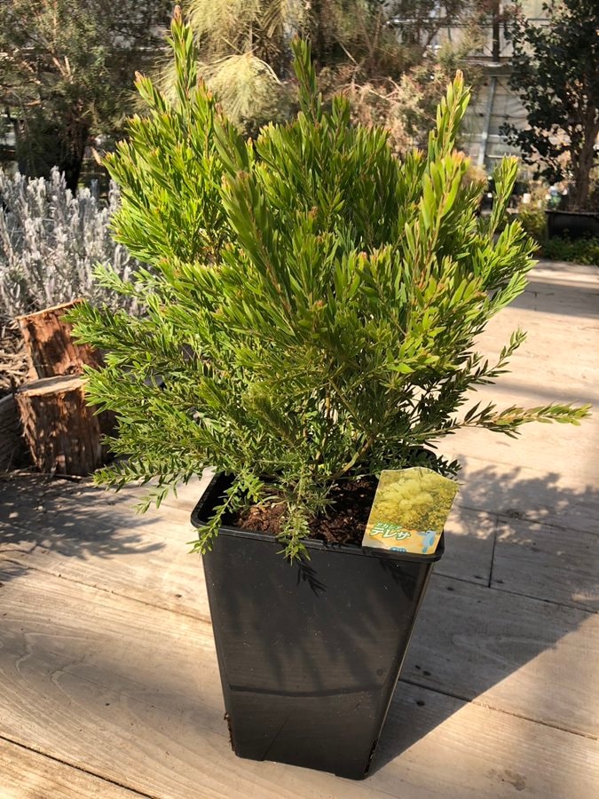 アカシア・テレサ ミモザ 常緑樹 7号鉢 | 果樹・花木 | | バラとハーブ