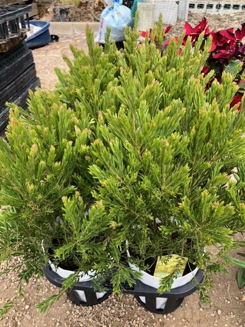 アカシア・テレサ ミモザ 常緑樹 7号鉢 | 果樹・花木 | | バラとハーブ