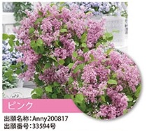 ドワーフライラック・フラワーフェスティバル　 落葉樹　12cmポット