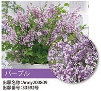 ドワーフライラック・フラワーフェスティバル　 落葉樹　12cmポット
