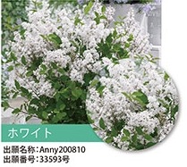 ドワーフライラック・フラワーフェスティバル　 落葉樹　12cmポット