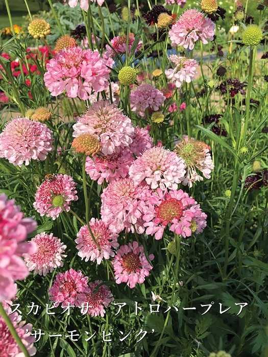 スカビオサ　耐寒性宿根草　3号（9cm）ロングポット