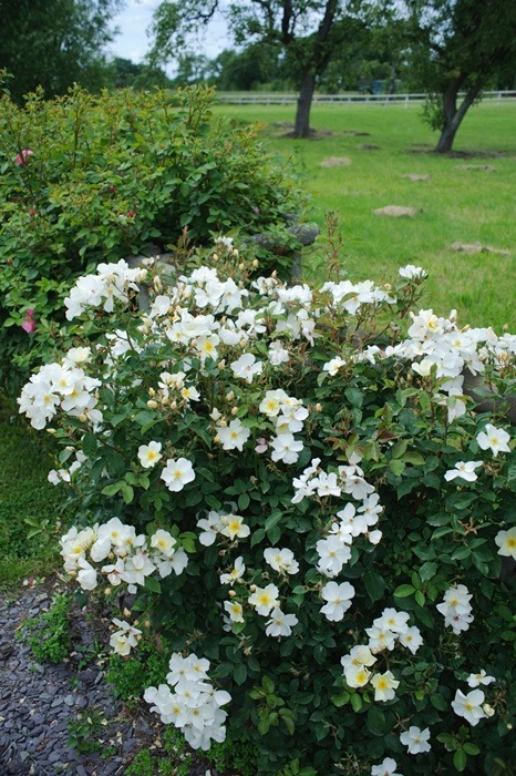 キュー・ガーデン（Ausfence）（大苗予約）7号鉢植え バラ苗 《農林