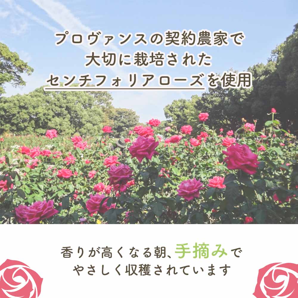 L’OCCITANE ローズ ボディミルク 250ml ボディケア ギフト プレゼント シアバター ラズベリーローズ うるおい シア脂 フローラルローズ 保湿 バスケア バス用品 定番 LOCCITANE laccitane ロクシタン ダマスクローズ 朝摘みローズ ごほうび しっとり 保湿成分