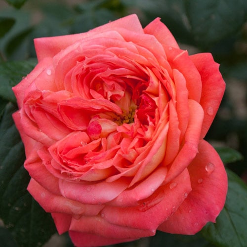 Pearl Queen from晴花鹿苑　親株からの株分け子株　パールクイーン 晴花鹿苑