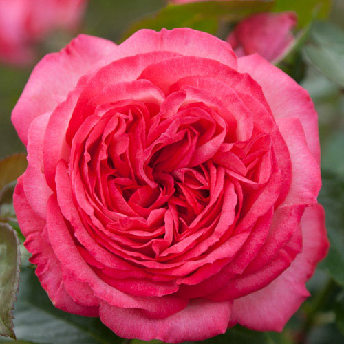 �Х��ġ���ǯ����ġ�������ƥ�������89���Ĥ����ء��Υ����른�å�������ȭ�����Х��Ĥϣ��������Ķ��������ȯ����