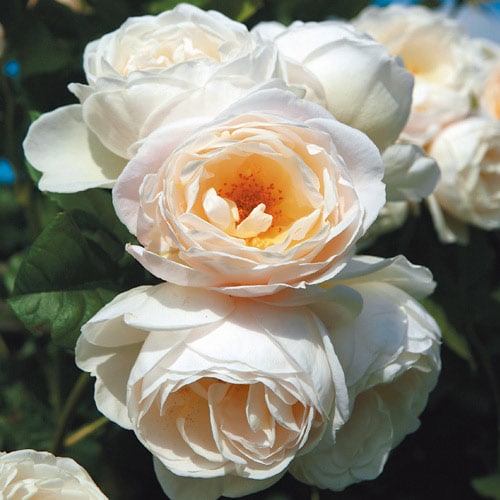 �Х��ġ���ǯ����ġ��������������󥯥������������������Ĥ�Х顡����ȭ�����Х��Ĥϣ��������Ķ��������ȯ������