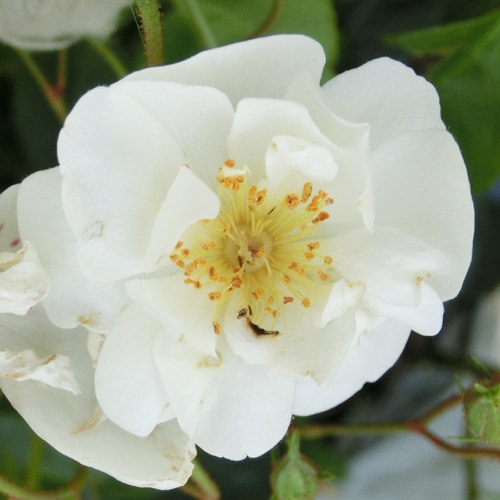 ROSE NURSERY MIZUTANI 有限会社水谷農園｜薔薇苗の生産業者販売サイト