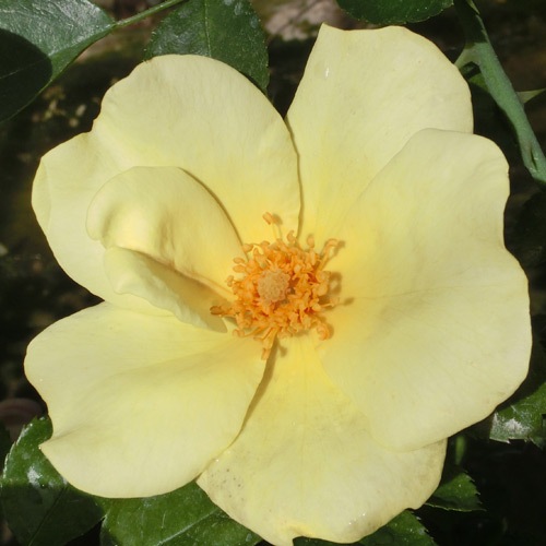 ROSE NURSERY MIZUTANI 有限会社水谷農園｜薔薇苗の生産業者販売サイト