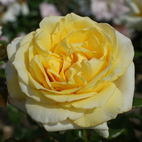 バラ苗 バラ苗 大苗 18cmポット ノーブル ハート : Apple Roses - 通販