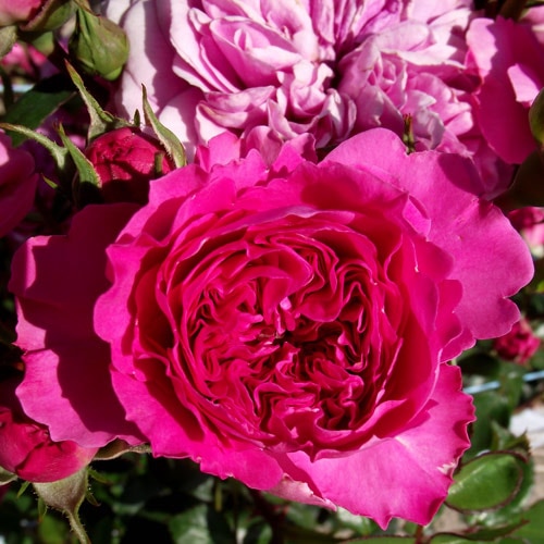 ROSE NURSERY MIZUTANI 有限会社水谷農園｜薔薇苗の生産業者販売サイト