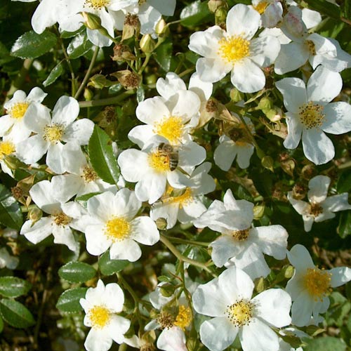 �Х��ġ���ǯ����ġ������Ρ�������������󥺥�����������ȭ�����Х��Ĥϣ��������Ķ��������ȯ�������ڥ֥����ġۡ�