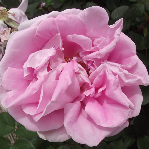 �Х��ġ���ǯ����ġ��������åɥե���ǥ��ʥ�ɥޥ��䡼��������ɥ�����������ȭ�����Х��Ĥϣ��������Ķ��������ȯ������