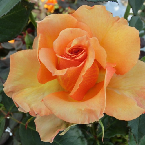 �Х��ġ���ǯ����ġ������󥹥ȥ�å���������ꥫ������������ء�����ȭ�����Х��Ĥϣ��������Ķ��������ȯ�������ڥ֥����ġ�