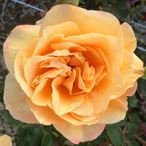 バラ苗 2年大株苗 ストライクイットリッチ アメリカンローズ 大輪 4