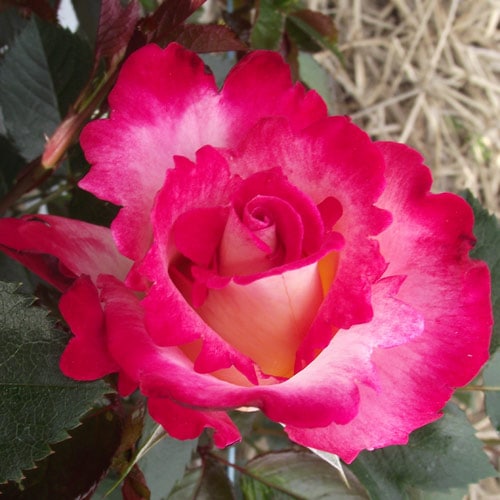 �Х��ġ���ǯ����ġ����ǥ��å����顼����������ꥫ������������ء�����ȭ�����Х��Ĥϣ��������Ķ��������ȯ�������ڥ֥����ġ�