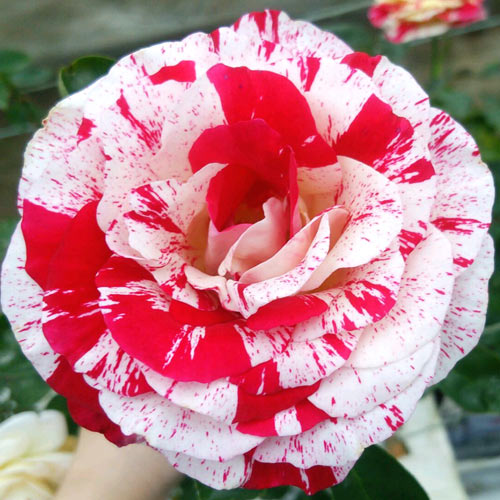 バラ苗 2年大株苗 ロック＆ロール 大輪 アメリカンローズ 4号鉢