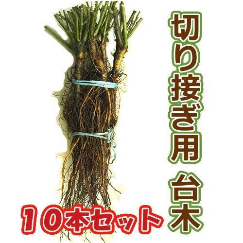 Хڤܤڡ10ܥåȡ̵̳ƻ졢Υˢ12ܰʹ߽缡ȯͽꢨ