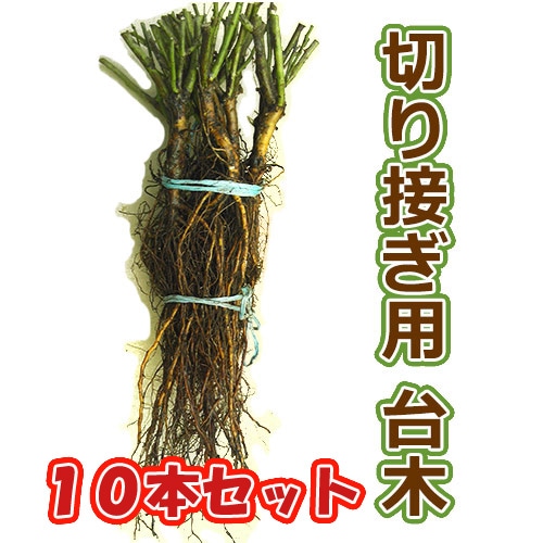 ROSE NURSERY MIZUTANI 有限会社水谷農園｜薔薇苗の生産業者販売サイト