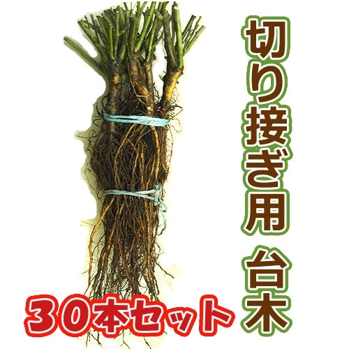 Хڤܤڡ30ܥåȡ̵̳ƻ졢Υˢ12ܰʹ߽缡ȯͽꢨ