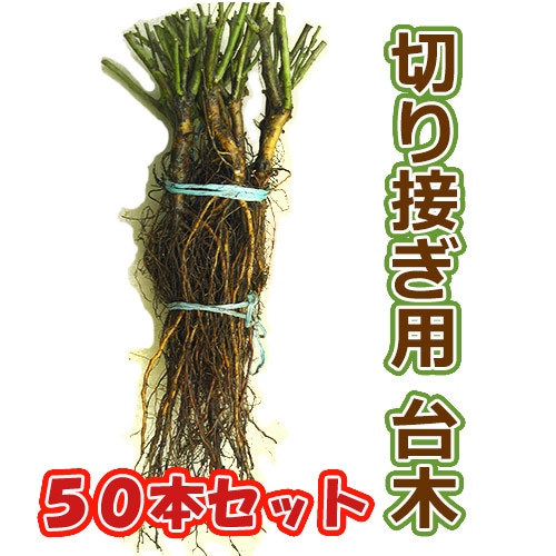 バラ台木専用出品 ROSE NURSERY MIZUTANI 有限会社水谷農園｜薔薇苗の生産業者販売サイト