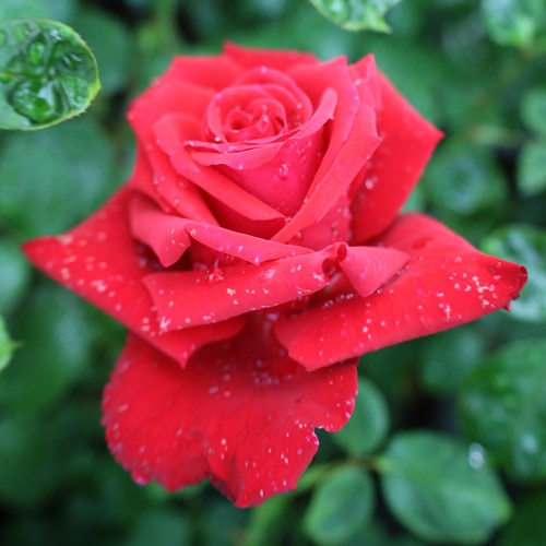 ROSE NURSERY MIZUTANI 有限会社水谷農園｜薔薇苗の生産業者販売