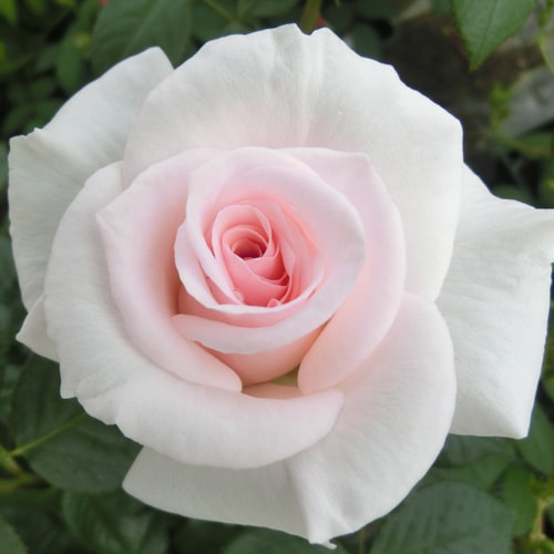 �Х��ġ���ǯ����ġ������ۥ磻�����������ɥ��֥ڥ��롡���륰�饤�������������ء�����ȭ�����Х��Ĥϣ��������Ķ��������ȯ���������ڥ֥����ġ�