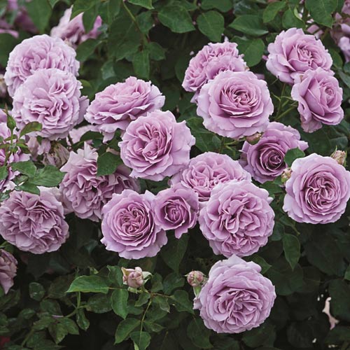 バラ苗 2年大株苗 ラブソング アメリカンローズ 中輪 4号鉢 ※バラ苗