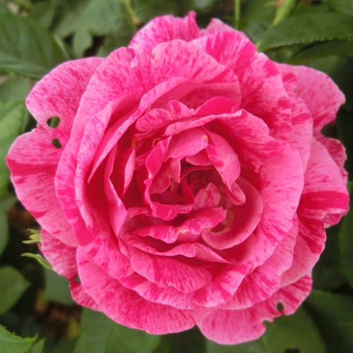 �Х��ġ���ǯ����ġ����ե���ǥ��ʥ�ɥԥ��㡼�롡������ɥ�����������ȭ�����Х��Ĥϣ��������Ķ��������ȯ������