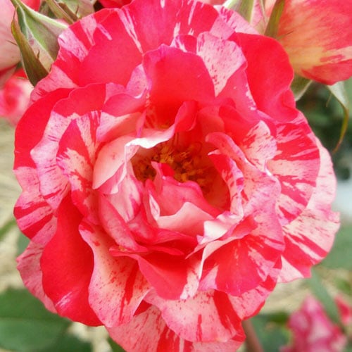 �Х��ġ���ǯ����ġ����ɥ�ޥ������󡡡��륰�饤�������������ء�����ȭ�����Х��Ĥϣ��������Ķ��������ȯ���������ڥ֥����ġ�