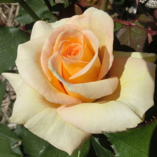 furutsu様専用 バラ苗 鉢苗 – David Austin Roses Japan