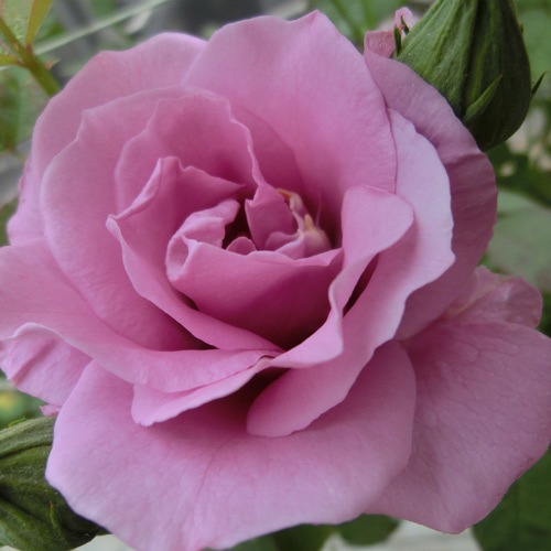 �Х��ġ���ǯ����ġ�����åץ륺�����륰�饤�������������ء�����ȭ�����Х��Ĥϣ��������Ķ��������ȯ���������ڥ֥����ġ�