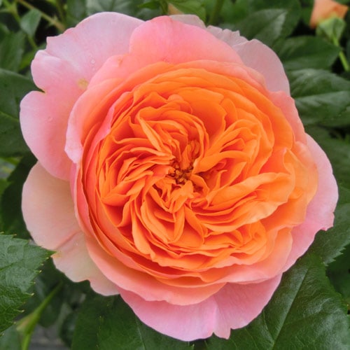 �Х��ġ���ǯ����ġ������åڥ�ǡ��롡���ء��Υ����른�å�������ȭ�����Х��Ĥϣ��������Ķ��������ȯ������