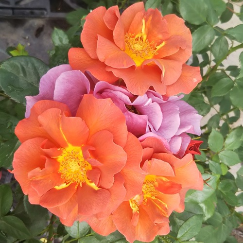 �Х��ġ���ǯ����ġ��������ǥ����ۡ���ǥ󡡡��륰�饤�������������ء�����ȭ�����Х��Ĥϣ��������Ķ��������ȯ�����ڥ֥����ġۡ�