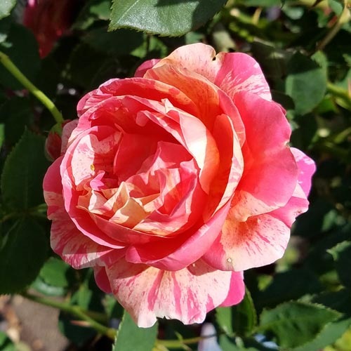 Хġǯġåǥ֥֡륰饤֡ȭܰʹߡȯͽꢨڥ֥ġ