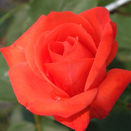 ROSE NURSERY MIZUTANI 有限会社水谷農園｜薔薇苗の生産業者販売サイト