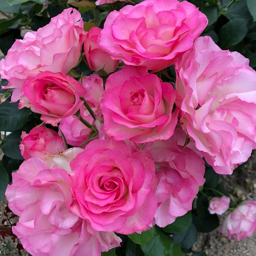 バラ苗　切りバラ苗　 Stanl♡y Abb♡y Rose 苗e バラ苗 切りバラ苗 Stanl♡y Abb♡y Rose 苗e 【公式通販】