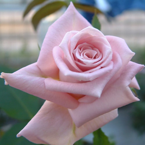 Хġǯġ֥롼饤ȡءȭܰʹߡȯͽꢨڥ֥ġ