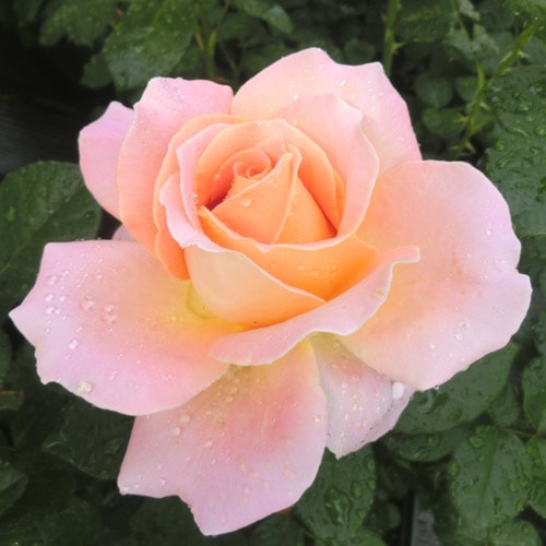 �Х��ġ���ǯ����ġ�������ѥ��󥵥󥻥åȡ����륰�饤�������������ء�����ȭ�����Х��Ĥϣ��������Ķ��������ȯ���������ڥ֥����ġ�