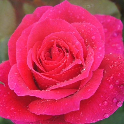 �Х��ġ���ǯ����ġ��������ᥢ�꡼�����륰�饤�������������ء�����ȭ�����Х��Ĥϣ��������Ķ��������ȯ�������ڥ֥����ġۡ�