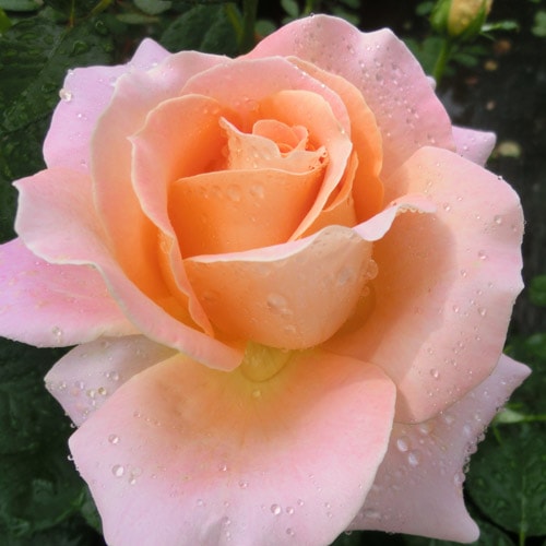 �Х��ġ���ǯ����ġ������եȥ��֥饤�ա����ء�����ȭ�����Х��Ĥϣ��������Ķ��������ȯ������