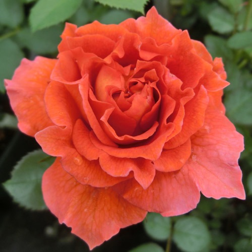 Хġǯġꥹ֡륰饤ءȭܰʹߡȯͽꢨڥ֥ġۡ