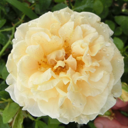 �Х��ġ���ǯ����ġ����쥤���ɥ������������Ĥ�Х顡�ԡ������ӡ��륺������ȭ�����Х��Ĥϣ��������Ķ��������ȯ�����ڥ֥����ġ�