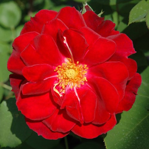 �Х��ġ���ǯ����ġ������ڥ�ޥʡ��ϥ���(S)�����ԡ������ӡ��륺������ȭ�����Х��Ĥϣ��������Ķ��������ȯ�������ڥ֥����ġ�