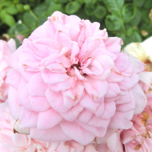 �Х��ġ���ǯ����ġ������ʥ�ޥ���(S)�����ء��ԡ������ӡ��륺������ȭ�����Х��Ĥϣ��������Ķ��������ȯ���������ڥ֥����ġۡ�