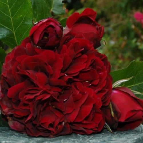 Хġǯġϥ(S)ԡӡ륺ĤХ顡ȭܰʹߡȯͽꢨڥ֥ġۡ