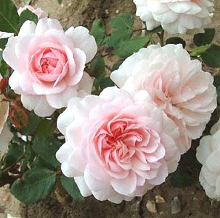 Хġǯġ٥(HT)ԡӡ륺ءȭڥ֥ġۡ