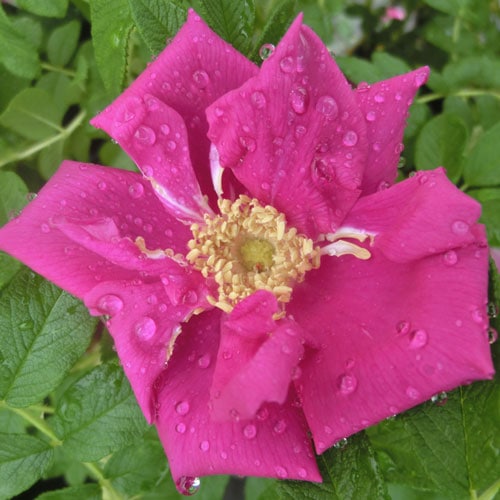 Хġǯġƥޡɥȭܰʹߡȯͽꢨ